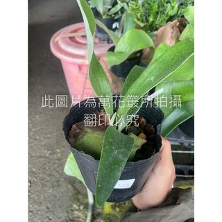 萬花叢 觀葉植物【普鹿交爪哇鹿角蕨】4吋黑軟盆 - 獨特造型 易於照料 居家綠植, 黑色, 1個