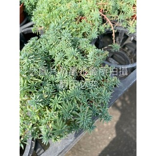 萬花叢園藝 多肉植物【薄雪萬年草/磯小松】3吋盆栽，療癒系盆栽，辦公室小物，新手推薦, 薄雪萬年草/磯小松, 1個