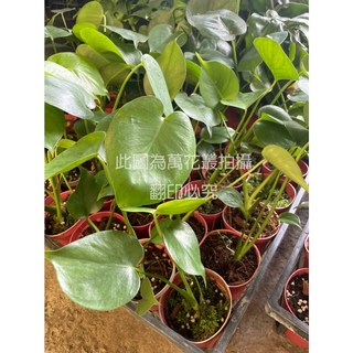 觀葉植物, 綠, 1個