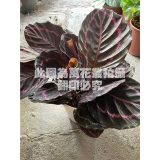 萬花叢 觀葉植物 黑玫瑰竹芋 5/6吋盆栽 室內盆栽 觀賞植物