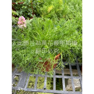 萬花叢 香草植物洋甘菊 5吋盆栽 室內綠植 療癒香草 淨化空氣