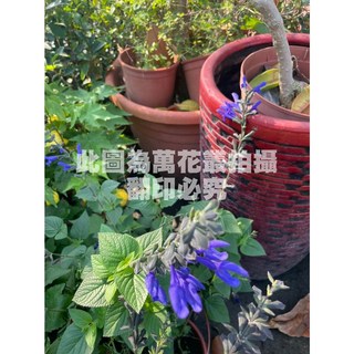 萬花叢 香草植物【蜂鳥鼠尾草】5/6吋盆栽 - 觀賞、淨化空氣、易於種植, 蜂鳥鼠尾草, 1個