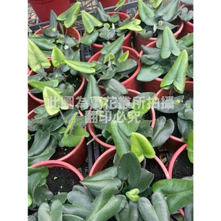 萬花叢 觀葉植物【心葉蕨】5吋盆 - 室內盆栽、淨化空氣、心形葉片, 綠色