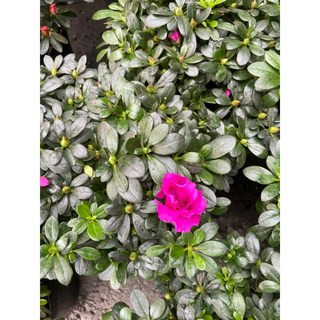 萬花叢 灌木植物 西德紫杜鵑 (高約25-35cm) 室內盆栽, 紫色, 1個