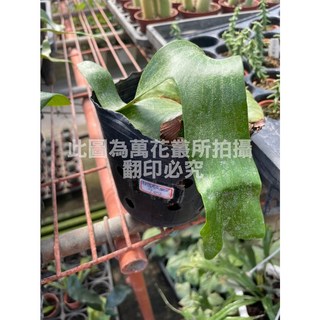 萬花叢 觀葉植物【非猴交四叉鹿角蕨】 4吋黑軟盆 高約3-8cm, Black, 1個