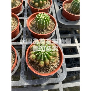 萬花叢 世界之圖仙人掌 3吋盆栽 迷你盆栽 療癒植物 辦公室小物, Green, 1個