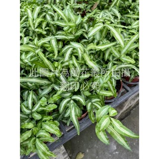 萬花叢 觀葉植物 蟹腳鳳尾蕨 3吋盆栽 (高約3-8cm) 室內盆栽, 1個