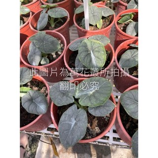 萬花叢 觀葉植物 犀牛皮觀音蓮 5/6吋盆栽 室內盆栽 淨化空氣