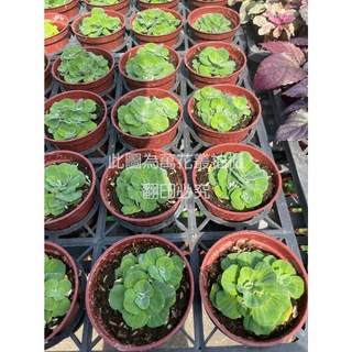 萬花叢 水生植物 水芙蓉 3吋盆/裸根 淨化水質 容易照顧 水族箱裝飾, 紅棕色, 1個