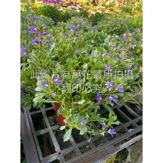 萬花叢 花卉植物 紫扇花 5吋盆栽 - 點綴您的居家空間, 紫色