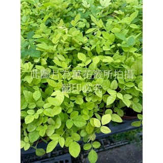 萬花叢 灌木植物【抹草(小品)】3吋盆栽-淨化空氣、綠化環境、療癒盆栽, 抹草(小品), 1個