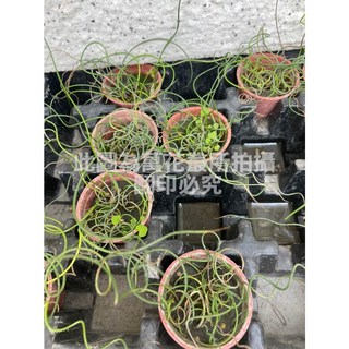 萬花叢 水生植物 旋葉太藺 1.5吋盆栽 淨化空氣 療癒盆栽, 紅棕色, 1個