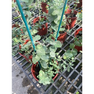 萬花叢 觀葉植物 藍寶貝尤佳利桉 銀葉桉 5吋盆 淨化空氣, 綠色, 1個