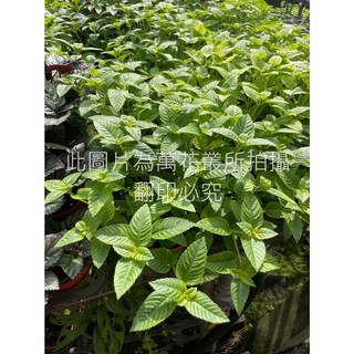 萬花叢 香草植物【仙草】3吋盆栽 - 新鮮草本、療癒香氣、居家園藝首選