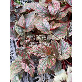 萬花叢 觀葉植物 異色海棠/異色秋海棠 3吋盆栽 (高約5-10cm) 室內盆栽 觀賞植物, 異色秋海棠, 1個