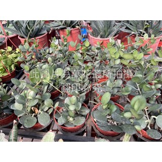 萬花叢 多肉植物【避雷鼓】3吋盆栽 - 療癒系室內盆栽、新手推薦, 避雷鼓, 1個