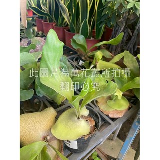 萬花叢 觀葉植物 深綠龍鹿角蕨 3吋盆栽 室內植物 綠色植物, 深綠色, 1個