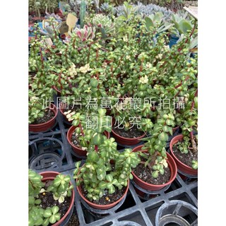 萬花叢 多肉植物【玉葉金枝/亞勒之華】3吋盆栽 - 療癒系盆栽，點綴您的生活空間