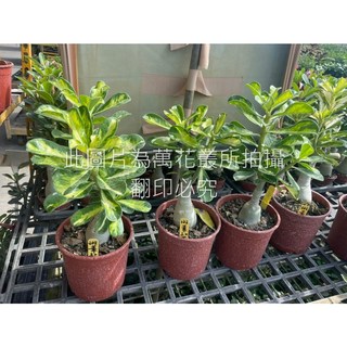萬花叢 多肉植物 斑葉沙漠玫瑰 5吋盆栽 (隨機花色) 室內盆栽 綠植, 紅色