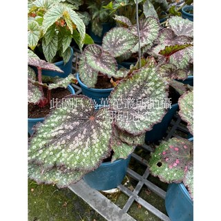 萬花叢 觀葉植物 馬賽克海棠 5吋盆栽 (高約10-20cm) 室內盆栽 淨化空氣, 1個