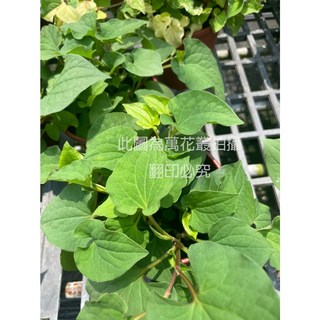 萬花叢 香草植物魚腥草 5吋盆栽 (高約10-20cm) 驅蚊防蟲 易種植, 棕色, 1個