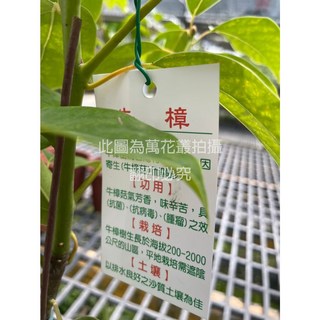 萬花叢 喬木植物牛樟 5吋盆栽 - 室內綠植盆景，清新空氣、療癒身心, Green