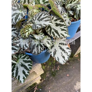 萬花叢 觀葉植物【地毯海棠/地毯秋海棠】5/6吋盆栽，室內綠植盆栽，美化環境、淨化空氣, 詳見包裝