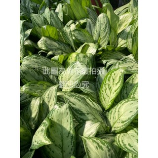 萬花叢 觀葉植物 銀后粗肋草 5/6吋盆栽 室內盆栽 淨化空氣, 1個