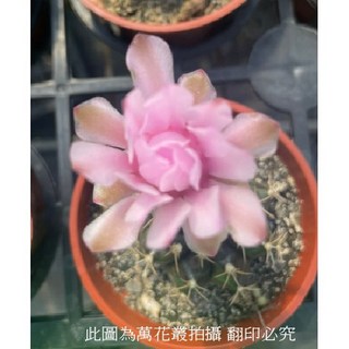 萬花叢 仙人掌 綠蛇丸 3吋盆栽 多肉植物 辦公室盆栽 療癒小物, 1個