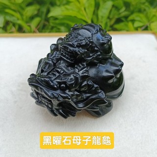 黑曜石龍龜, 母子龍龜