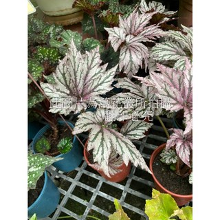 萬花叢 觀葉植物 紅天使海棠 5吋盆栽 (高約10-20cm) 室內盆栽, 1個