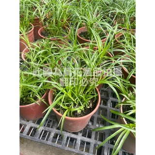 萬花叢 水生植物傘草盆栽 5/6吋 居家綠植 淨化空氣, 1個