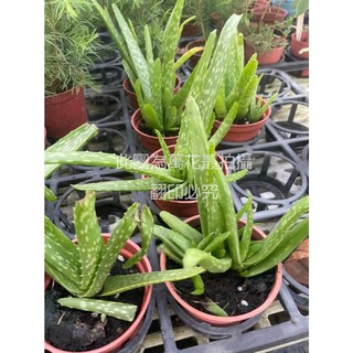 萬花叢 多肉植物 蘆薈 3吋盆栽 室內盆栽 淨化空氣 療癒盆栽, 1個