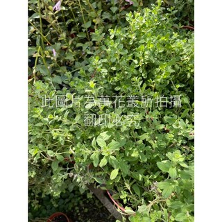 萬花叢 香草植物【馬郁蘭】5吋盆栽 - 新鮮香草、居家盆栽、療癒植物, 1個