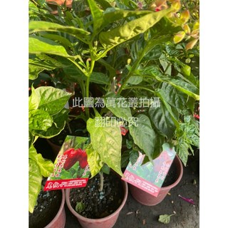 萬花叢 香草植物鬼椒 5吋盆栽 - 居家盆栽、香草植物、觀賞盆栽, 鬼椒, 1個