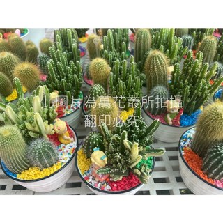 萬花叢 仙人掌組合盆栽 (三株隨機) 陶瓷盆 多肉植物 辦公室盆栽 療癒小物