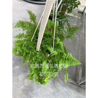 萬花叢 觀葉植物 蕾絲蕨 5/6吋吊盆 高約10-25cm, 1個