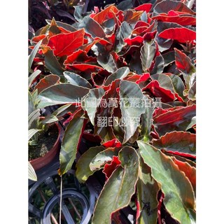 萬花叢 觀葉植物 法國海棠 3吋盆栽 (株高約3-8cm) 室內盆栽 淨化空氣, 法國海棠(紅, 1個