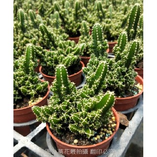 萬花叢 仙人掌植物【仙女閣】3吋盆栽 - 迷你可愛，淨化空氣，辦公室療癒小物, 綠色, 1個