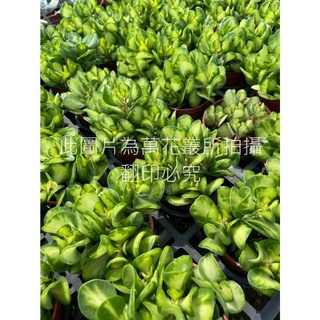 萬花叢 多肉植物【花貝草】3吋盆 - 療癒系盆栽，輕鬆妝點您的生活空間, 花貝草, 1個