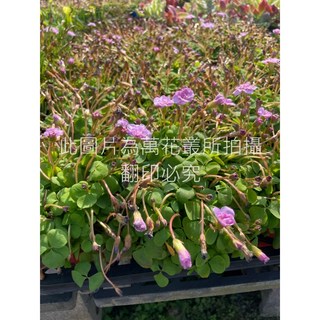 萬花叢 花卉植物 重瓣紫花酢醬草 3吋盆栽 居家盆栽 療癒植物, 紫色, 1個