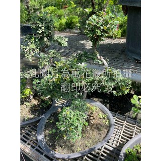 萬花叢 造型榆樹 1.2尺陶瓷盆栽 (高約30-45cm) 喬木植物, 1個