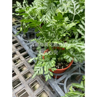 萬花叢 觀葉植物 銀脈鳳尾蕨 3吋盆 (花紋隨機) 室內盆栽 淨化空氣, 銀脈鳳尾蕨(花紋隨機不可挑, 1個