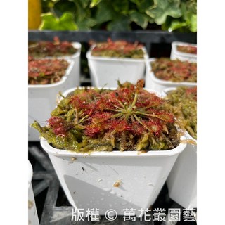 萬花叢 食蟲植物 毛氈苔(隨機多株2-4株) 3吋盆 迷你盆栽 辦公室小物, 白色