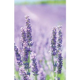 (英文圖書) The Hacker-Proof Internet Address Password Book - Lavender Fields: Alphabetical Website Usern... 平裝版, Createspace Independent Pub..., 英文