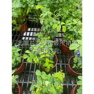 萬花叢 香草植物蝶豆 5吋盆栽 觀賞食用皆宜 陽台盆栽, 棕色, 1個