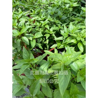 萬花叢 香草植物 九層塔盆栽 (白骨紅骨隨機) 5/6吋 家庭園藝 料理香料 新鮮採摘, 綠色, 1個