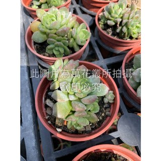 萬花叢 多肉植物【馬摩斯】3吋盆栽 療癒系盆栽 辦公室盆栽 迷你盆栽, 棕色