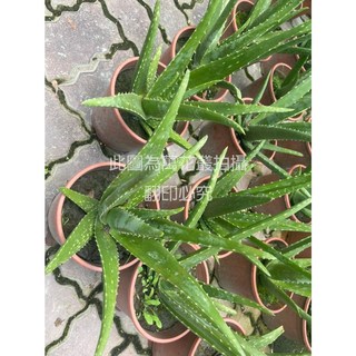萬花叢 多肉植物 蘆薈 5/6吋盆栽 淨化空氣 綠色植物 居家盆栽, 蘆薈(綠), 1個