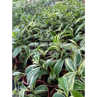 萬花叢 觀葉植物【斑葉閉鞘薑】4/5吋盆栽 - 室內綠植 斑葉觀賞